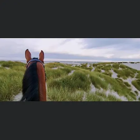 Touquet's Garden * קוק